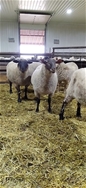 Lot 5 - 25 Replacement Quality Ewe Lambs